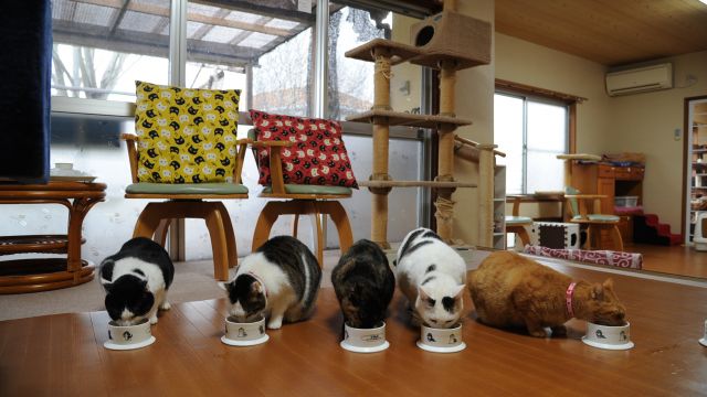 猫カフェ「ひめねこ」運営
