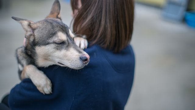ピースワンコプロジェクト（保護犬事業）